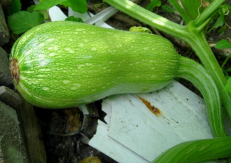 Изображение особи Cucurbita pepo.