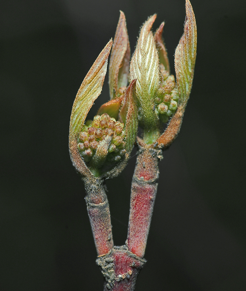Image of Swida alba specimen.