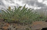 Astragalus petropylensis