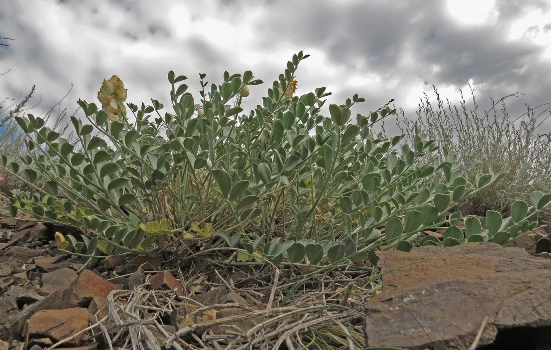 Image of Astragalus petropylensis specimen.