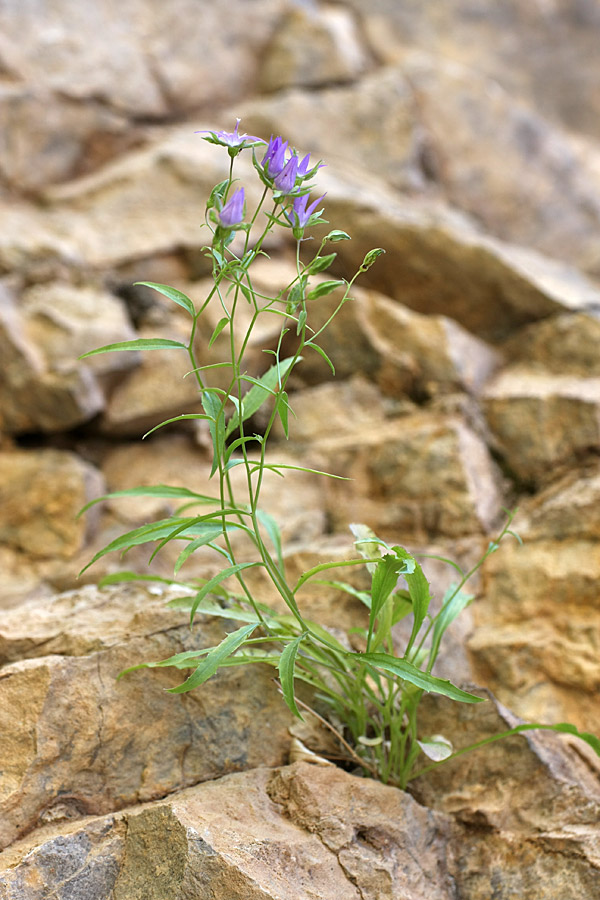 Image of Sergia sewerzowii specimen.