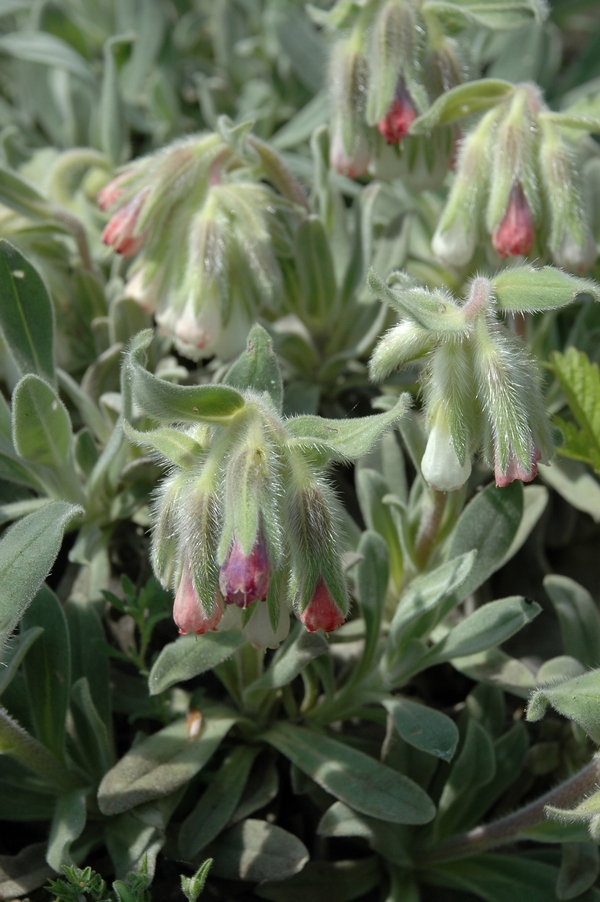 Image of Onosma albo-roseum specimen.