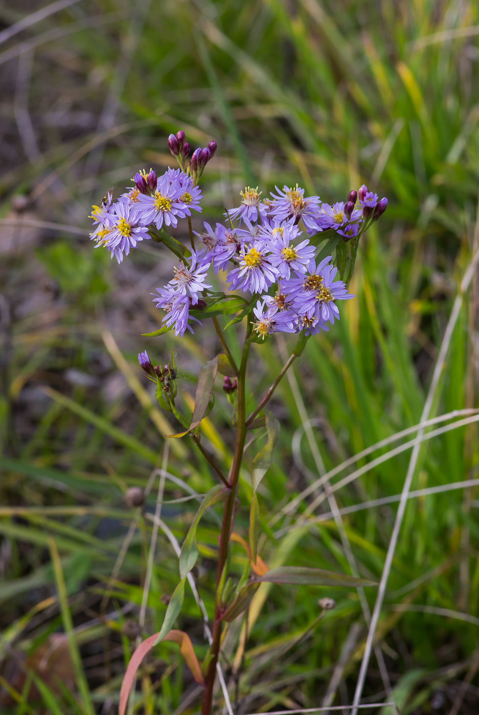 Image of Tripolium pannonicum specimen.