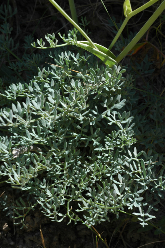 Изображение особи Ferula transiliensis.