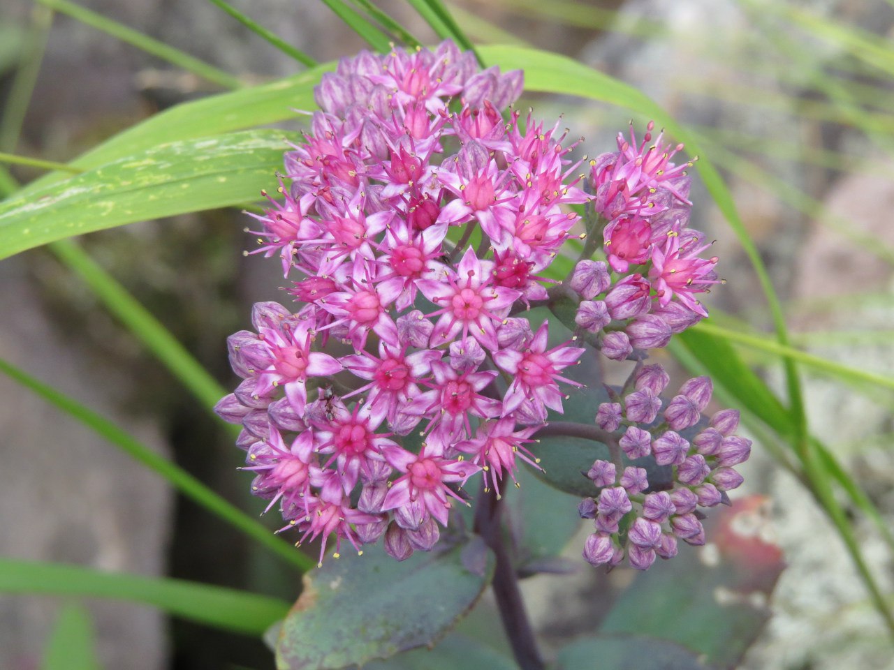 Изображение особи Hylotelephium triphyllum.