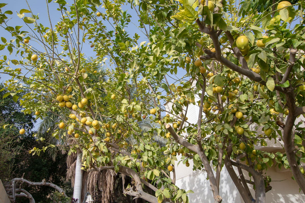 Image of Citrus limon specimen.