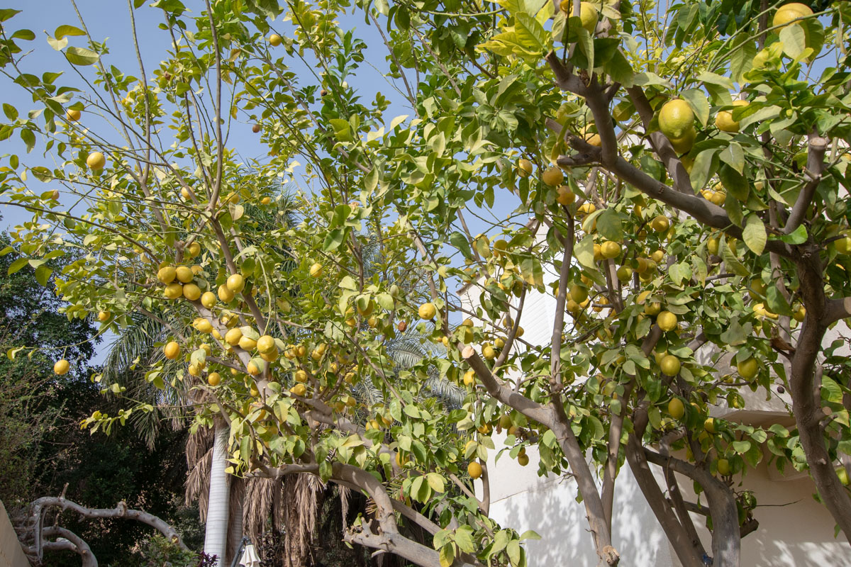 Изображение особи Citrus limon.