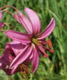 Lilium pilosiusculum