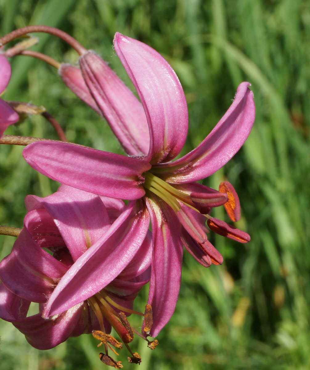 Изображение особи Lilium pilosiusculum.