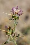 Centaurea iberica