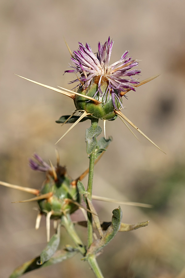 Image of Centaurea iberica specimen.