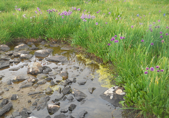 Image of Allium schoenoprasum specimen.