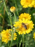 Anthemis tinctoria