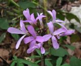 Cardamine quinquefolia