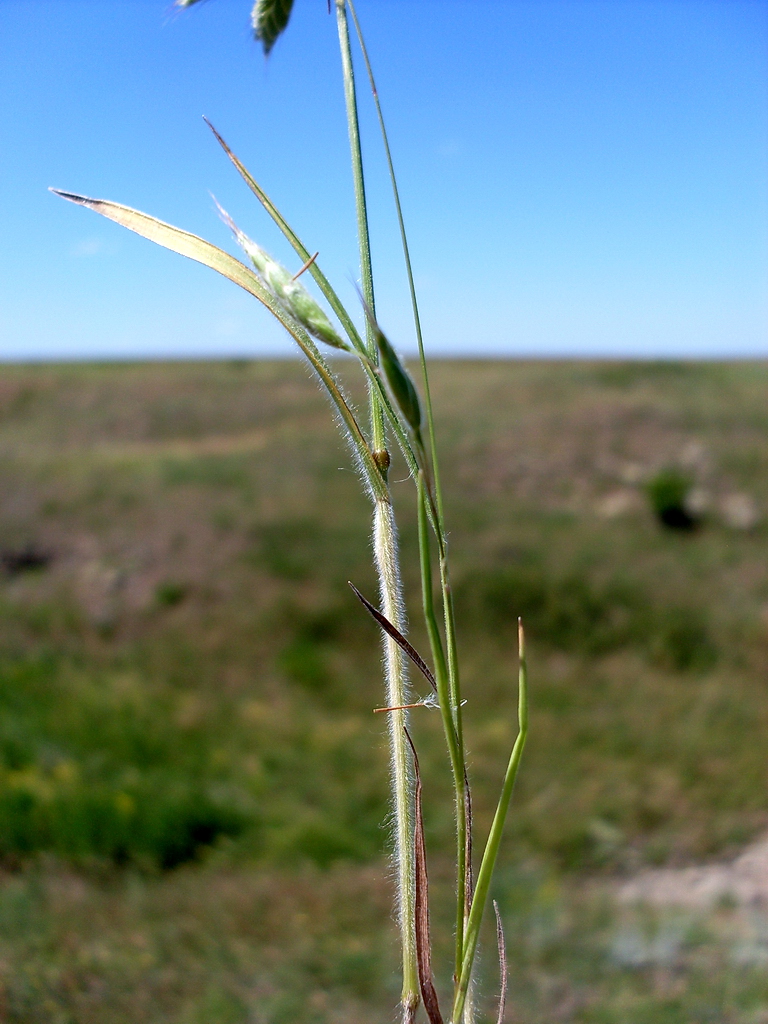 Image of Bromus hordeaceus specimen.