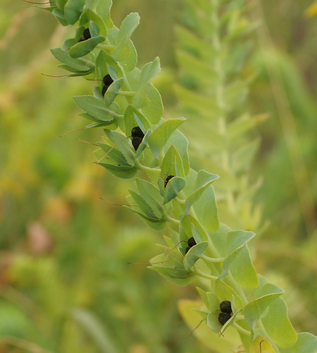 Изображение особи Cerinthe minor.