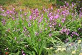 Bletilla striata