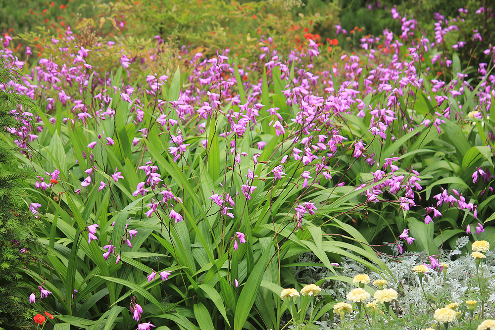 Image of Bletilla striata specimen.