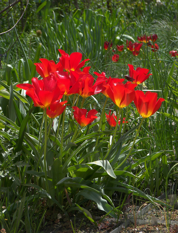 Изображение особи Tulipa vvedenskyi.