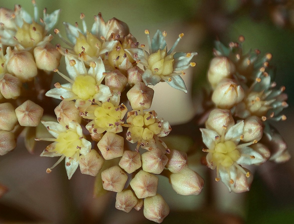 Изображение особи Hylotelephium stepposum.