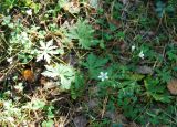 Geranium asiaticum