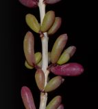 Image of taxon representative. Author is Татьяна Мальчинская