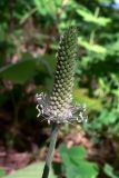 Plantago urvillei. Расцветающее соцветие. Свердловская обл., окр. г. Североуральск, р-н скал Грюнвальдта, сосново-еловый склон, тропинка. 19.06.2015.