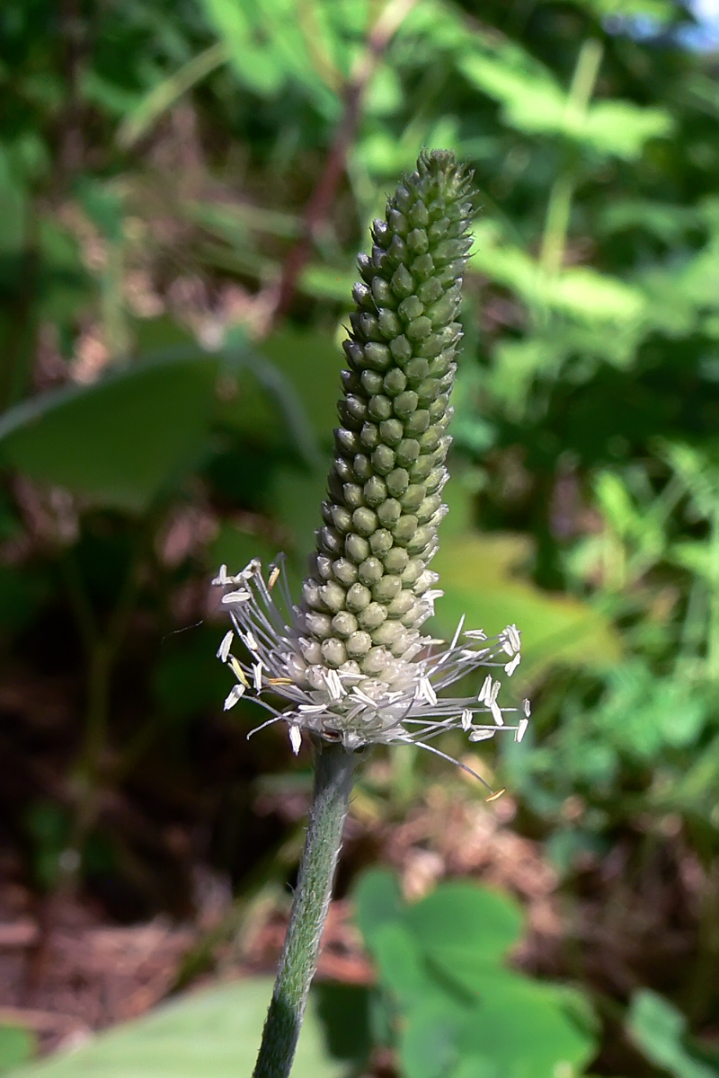 Изображение особи Plantago urvillei.