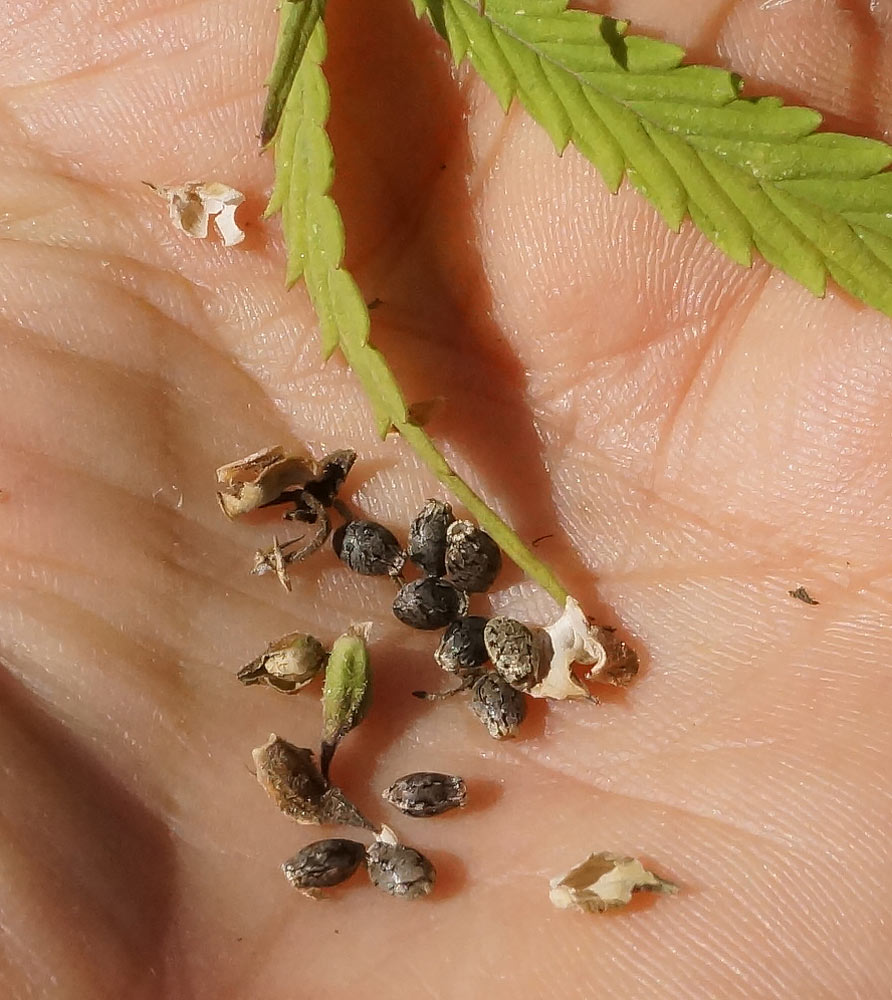 Image of Cannabis sativa var. spontanea specimen.