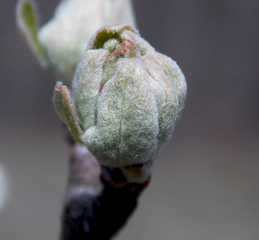 Изображение особи Malus orientalis.