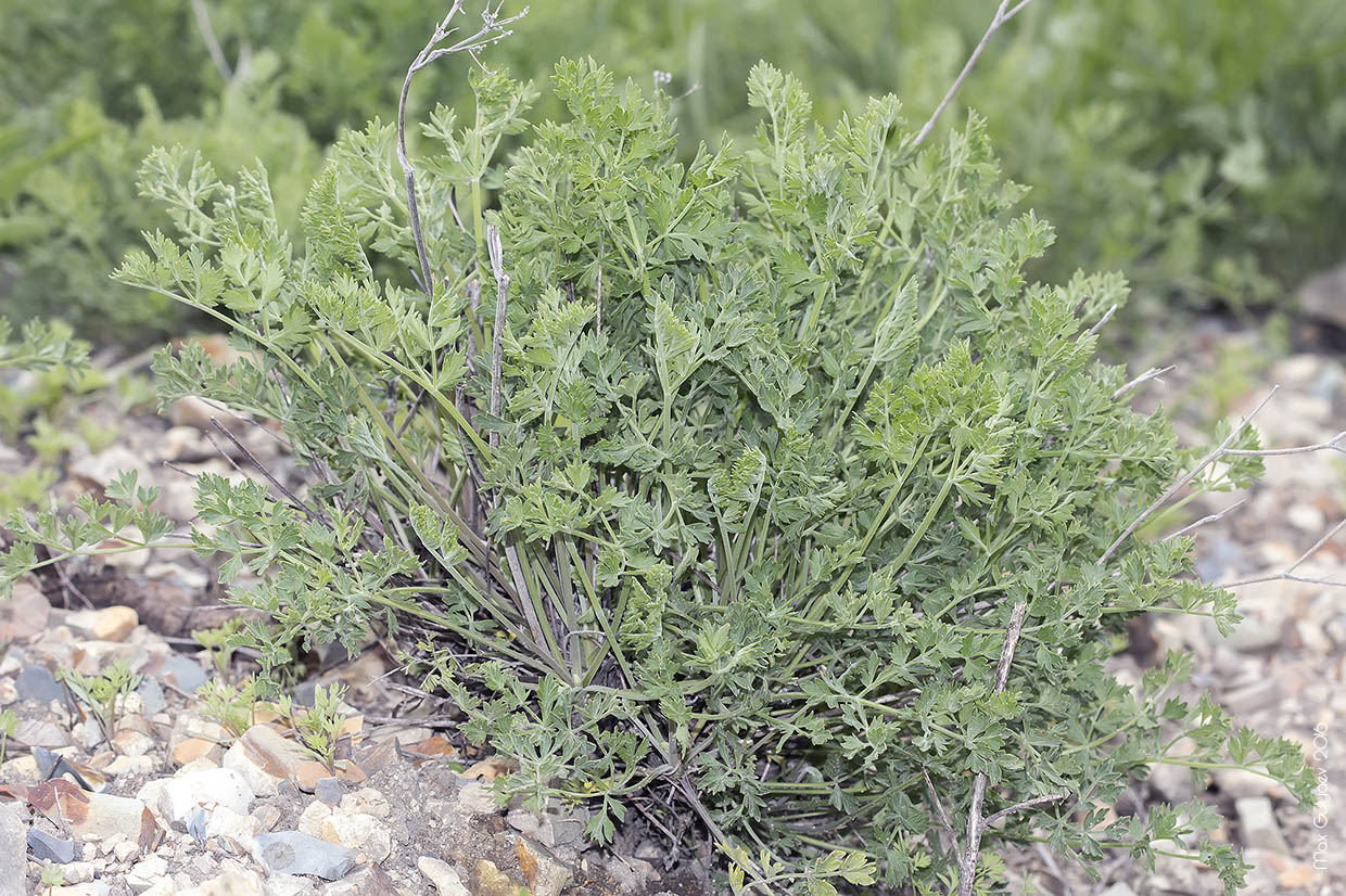 Image of Pimpinella tragium specimen.