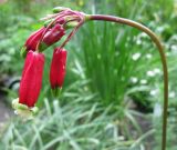 Dichelostemma ida-maia