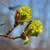 Acer platanoides