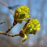 Acer platanoides. Веточка с распускающимися соцветиями. Псковская обл., дер. Изборск, бровка склона Изборско-Мальской долины, у дороги. 30.04.2016.