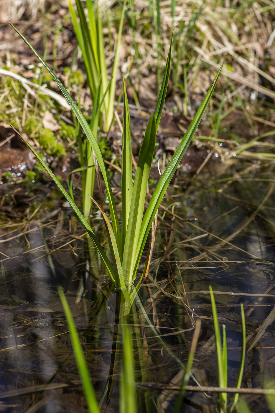 Изображение особи род Scirpus.