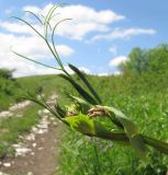 Lathyrus miniatus