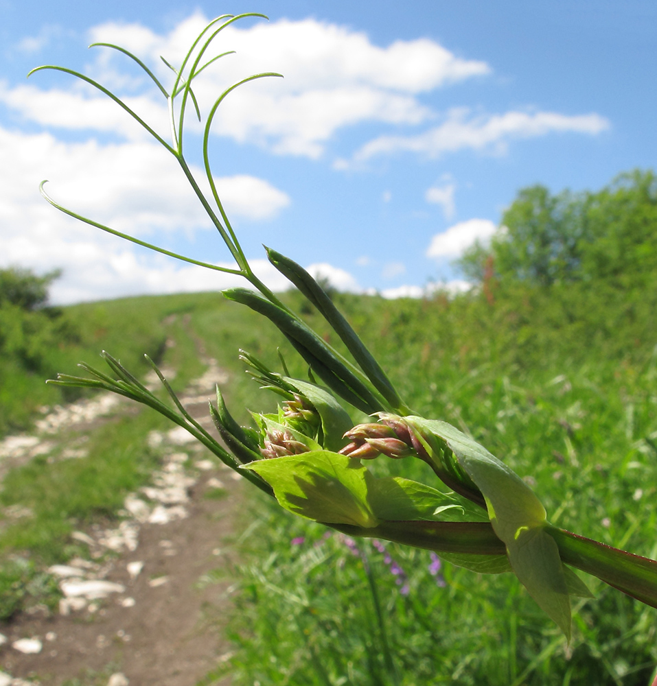 Изображение особи Lathyrus miniatus.