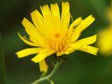 Hieracium umbellatum