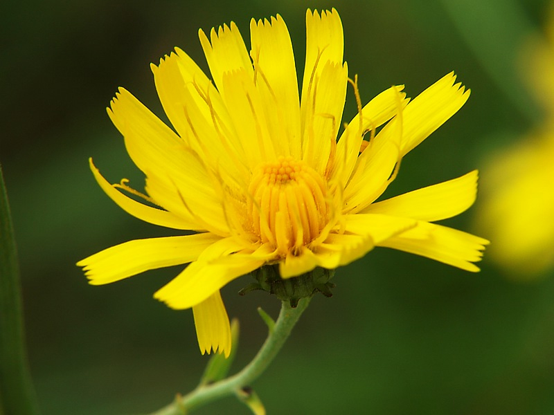 Изображение особи Hieracium umbellatum.