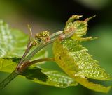 Image of taxon representative. Author is Виталий Гуменюк