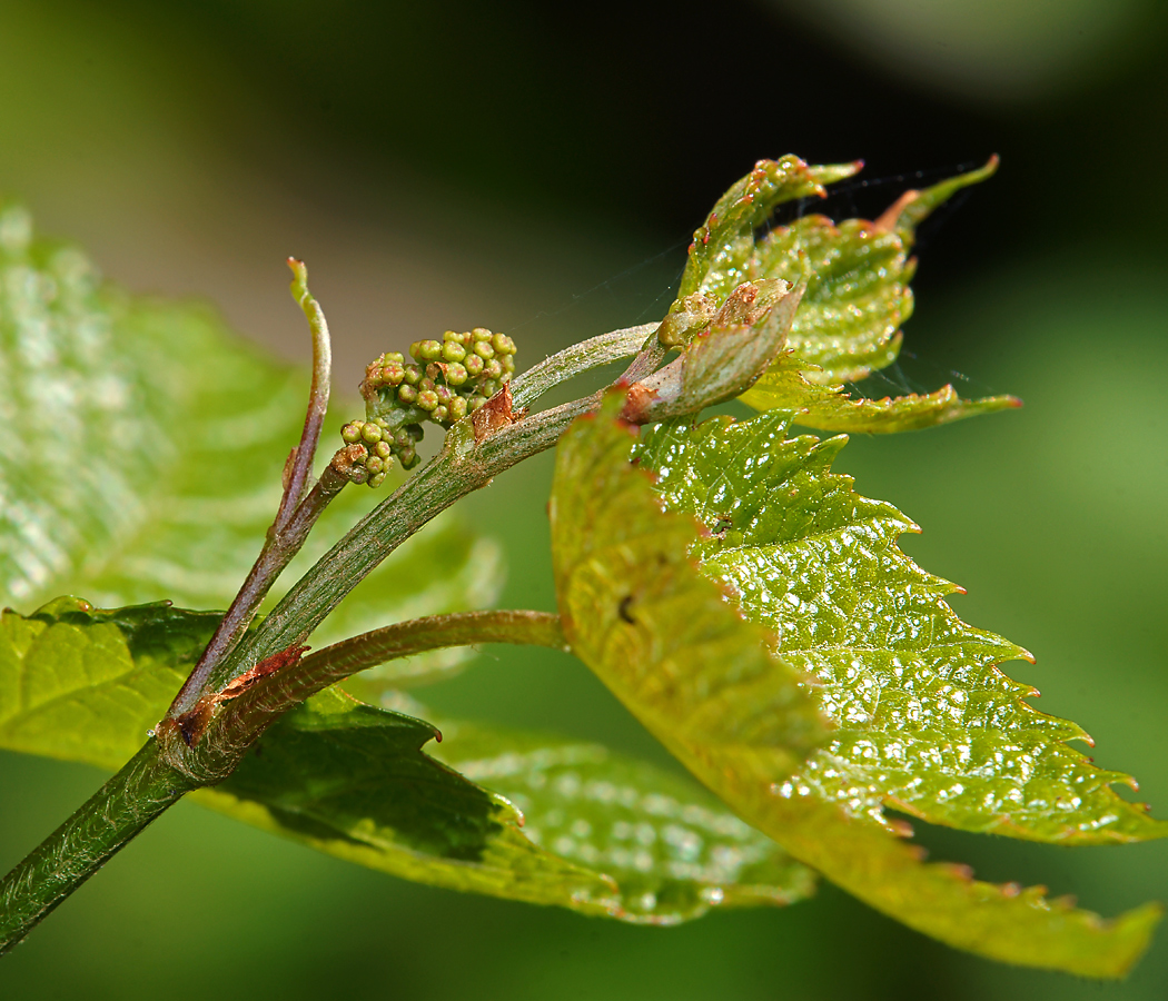 Image of genus Vitis specimen.
