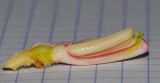 Alpinia zerumbet