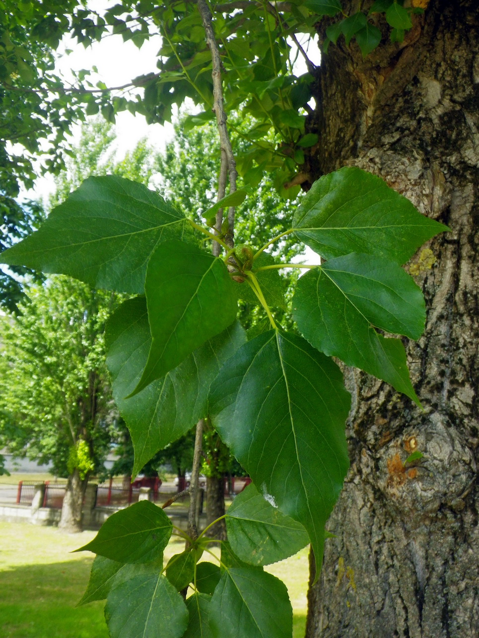 Image of Populus &times; petrowskiana specimen.