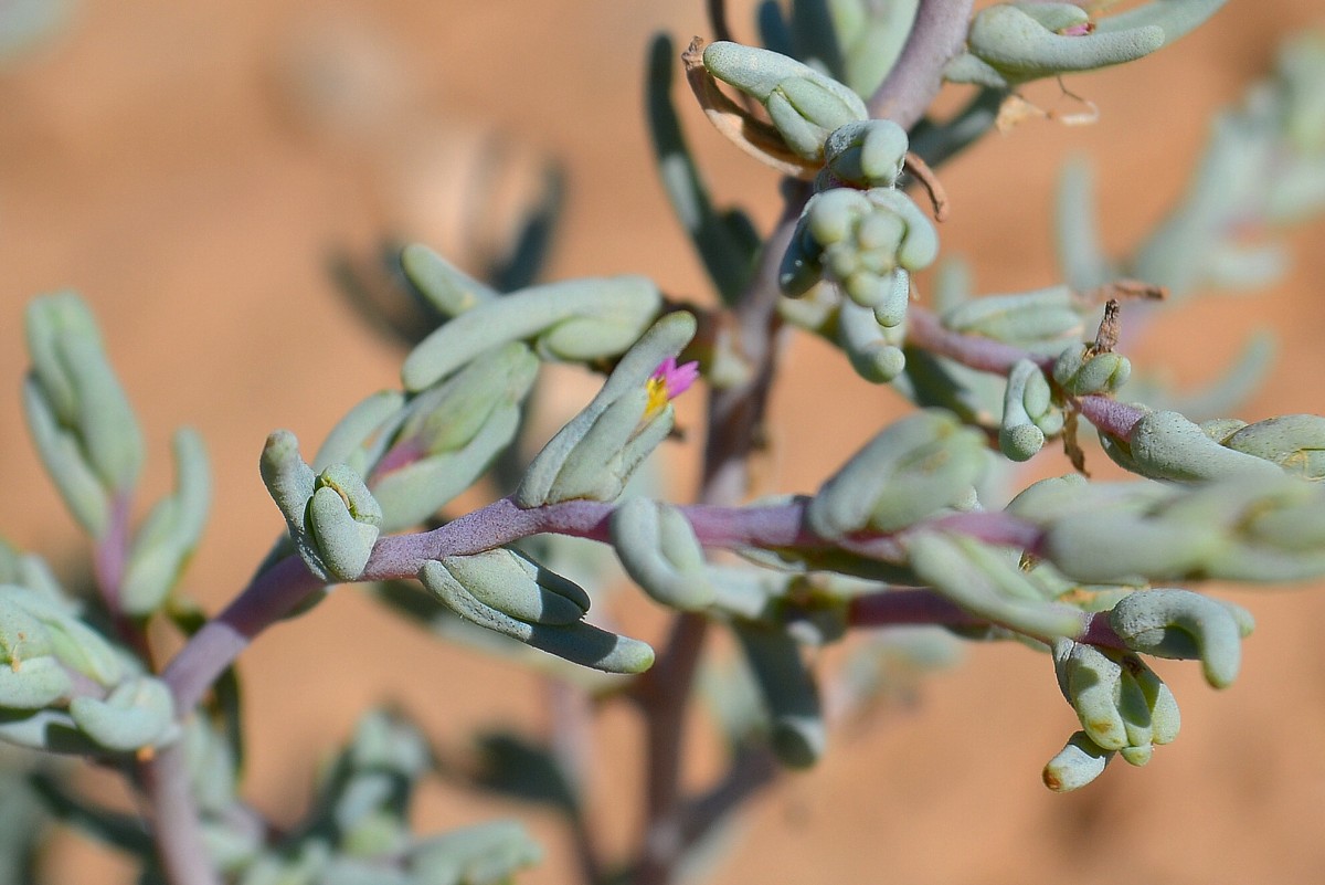 Image of Salsola acutifolia specimen.