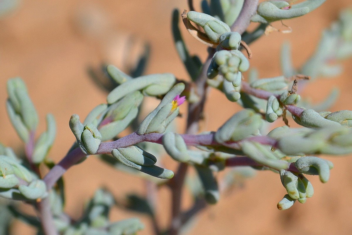 Изображение особи Salsola acutifolia.