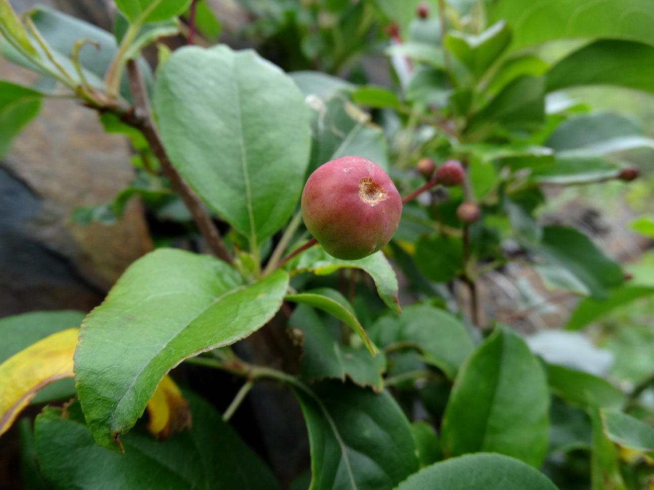 Изображение особи Malus mandshurica.