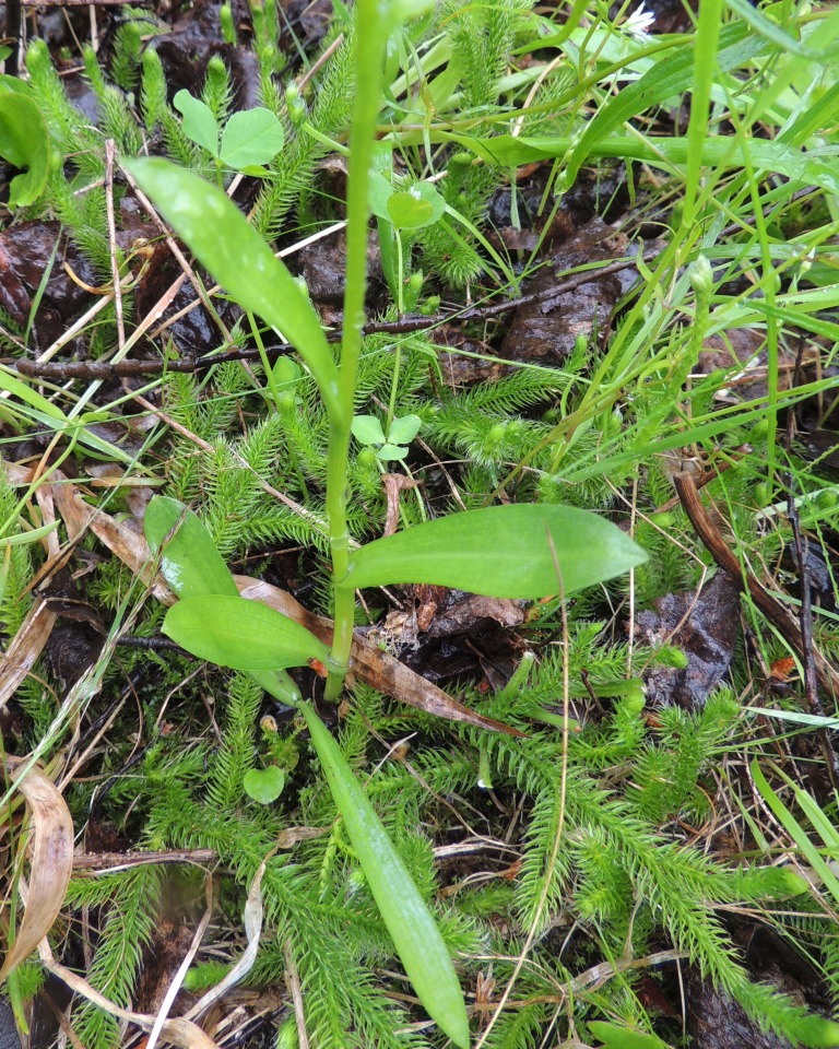 Image of Pseudorchis albida specimen.