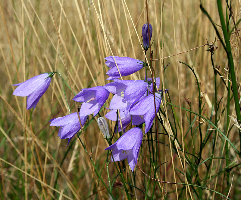 Изображение особи Campanula rotundifolia.