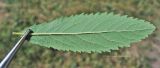 View full-size image Spiraea × billardii