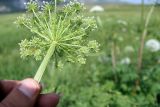 Macrosciadium alatum